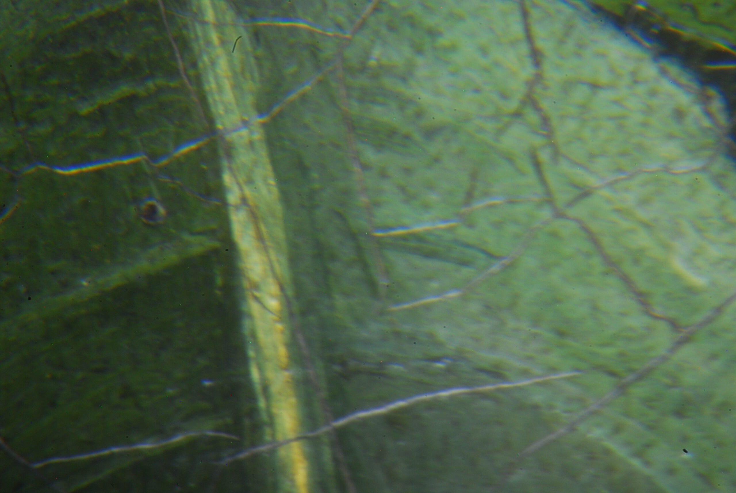 Ölgemälde Biedermeier Blumenstilleben 1847 Jhd. Signiert F. Marvick ?