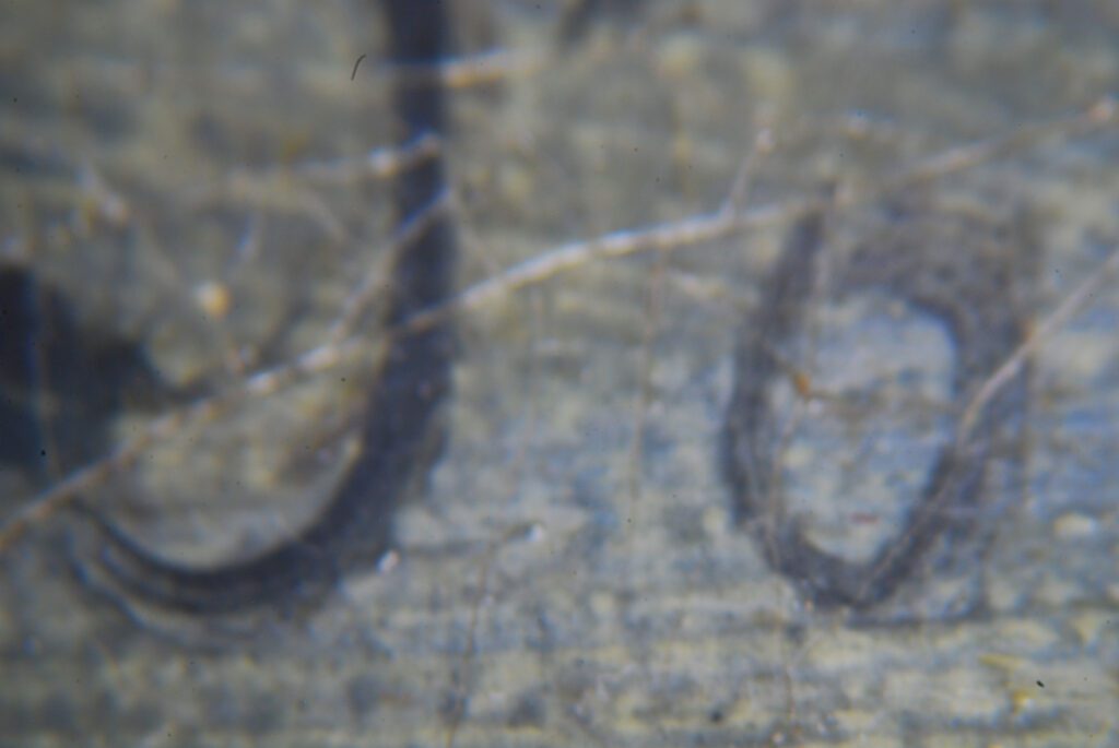 Gemäldeuntersuchung -Gemäldekonservierung-Gemälderestaurierung Atelier Ralf Persau Restaurator München